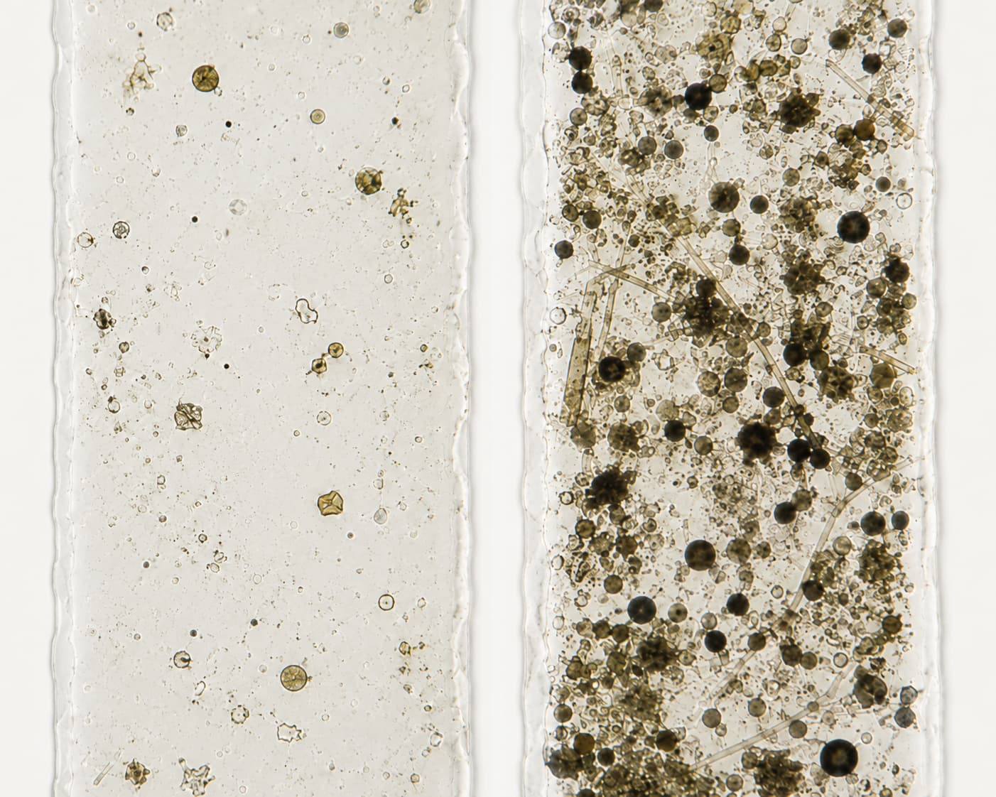 Elevated mould count viewed through lab testing